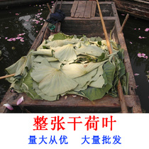 Weishan Lake wild entire lotus leaf dry lotus leaf tea gan he ye sheet tea he ye fan he ye ji