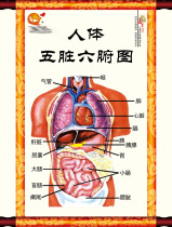  Poster printing 653 material 53 Human body internal organs picture hanging painting