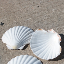 Natural conch white shell large scallop barbecue fan shell painting graffiti fish tank landscape decoration wall