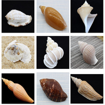 Snail natural shell conch rare variety Hirage snail snail with Shell olive rope pattern snail scarce specimen
