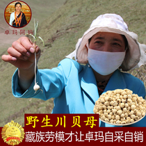 Zhuoma Ama Chuanbei House Sichuan Fritillaria Chuanbei Wild Super Fen Chuanbei Chinese Medicine Songbei 50g