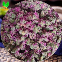 Rose geranium dried flowers Rose geranium dried flowers natural sulfur-free foamable oil aromatherapy raw materials