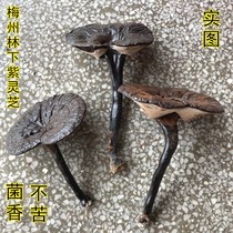 Under the forest Purple Ganoderma lucidum deep mountain picking Black ganoderma lucidum long handle whole branches without bitter white base imitation wild 500g can be sliced