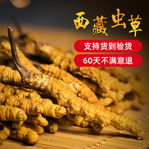 (3 grams) Tibet Nagqu dry goods Cordyceps sinensis 5 roots 1 gram head of Cordyceps gift leader elders
