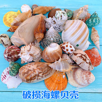 Low price sale of natural conch shell damaged snail 1kg set fish tank landscaping decoration aquarium set ornaments