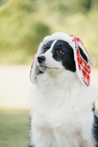 Dull house pet dog autumn and winter warm Lei Feng hat dog pilot hat big dog autumn and winter hat spot