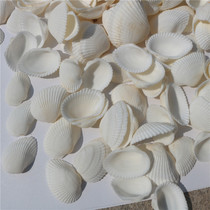 Natural conch shell white shell coconut shell hairy clam fish tank aquarium decoration wedding wall DIY a catty pack