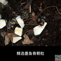 Selected cuttlefish bone sea otter bone fine grinding disinfection Snail rat woman staple food Tide insect calcium breeding to improve production