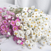 Yunnan dried flower bouquet Rhodans Rudan bird real flower small daisies Home decoration ornaments shooting props