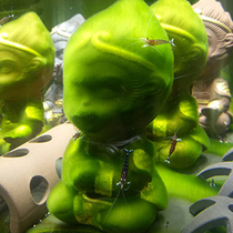 Short velvet algae Wukong ornamental shrimp native fish tank special short velvet algae