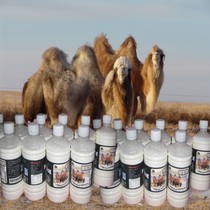 30 kg of fresh milked camel milk fresh milk pure milk SF air transport Xinjiang Kazakh pasture directly for camel raw milk