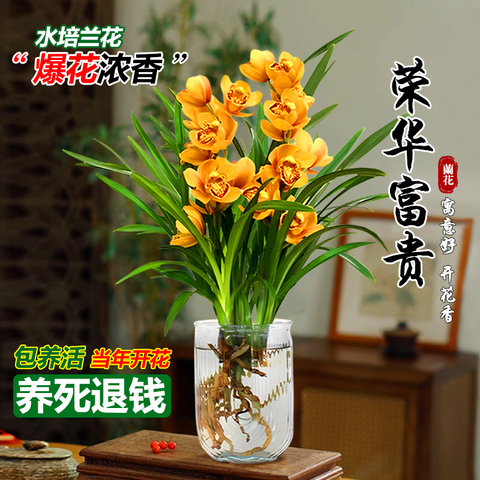 富贵兰精选和富贵兰品牌价格与图片-淘宝商品网
