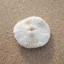 Round coral sea specimen theme restaurant bar Art decoration decoration platform Home fish tank Creative layout