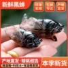 Товары от 李天友88