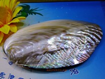 15-20cm colorful luster pearl clam shell shiny bright natural shell Mediterranean home decoration