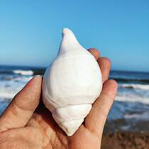 Natural big white conch Buddhist supplies right-handed tantric conch Buddhist instruments for snail Nepal Indian lead snail