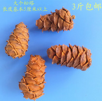 Big horsetail pine pine pines squirrel hamster parrot grain