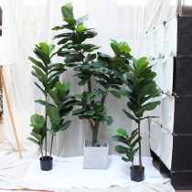Nordic ins simulation Qinye green plant simulation plant fake tree Fulu tree large floor decorative rubber tree