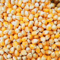 Small corn pigeon grain dry corn feed pigeon food small grain Golden one five Jin fishing bird food