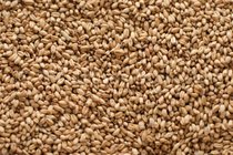 Gw White Wheat Malt (5 lb) Gw White Malt (2268G)