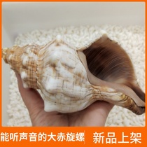 New natural big conch listen to the sound of the sea red spiral shell tourism crafts childrens toys