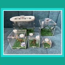  Jumping spider feeding box songworm ecological box grasshopper called tank bamboo sandfly mantis Bamboo sandfly spider insect humidifying ecological box