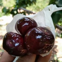 Hanyuan bag Black Pearl cherries extra large pregnant women old children fresh fruit after sale 4kg