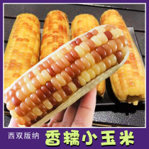 Xishuangbanna fragrant waxy small corn Yunyang Shangpin Yunnan Plateau bud valley maize
