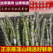 Yandang Mountain Dendrobium officinale fresh strips three-year-old 500 grams fresh domesticated raw Dendrobium candidum selected coarse fresh strips