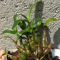 Li Youzhi Zhengzong Huoshan Dendrobium Miao Huoshan Dendrobium Miao Huoshan Dendrobium seedlings tall and thin have non-iron-skinned Dendrobium seedlings