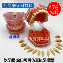 Dental Oral Teaching Students Practice Plucking Model 28 Bicolor Permanent Teeth Full Mouth Removable Tooth Soft Gum