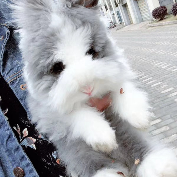 宠物兔兔大推荐 🐰兔仔年货道奇猫猫兔长毛德系安哥拉兔,江浙沪包邮💖-年货-淘宝好物网