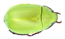 M library 32 light green colorful beetle SP beetle insect specimen photography scientific research Yunnan 17mm A1