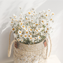 Rudan bird white dried flower Rodance little daisy ins fresh and simple wind window home decoration shooting props