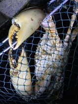 Open and close cage triangle cage blue crab clip aluminum clad steel catch blue crab artifact cage 40*40 45*45