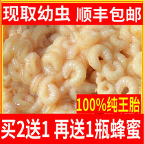 500g natural wild queen bee larvae pure bee queen fetus freeze-dried powder tablet bee chrysalis old Dianhuang flagship store