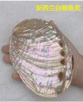 New Zealand Abalone Shell Natural Shells Red Blue Black Gold Baud Shells Extra-large Shells Decoration Pendulum collection