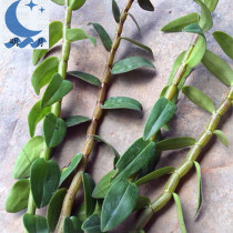 Fresh Dendrobium dendrobium fresh strips with leaves Yueqing fresh Dendrobium fresh strips 500g juicing with four-year pig iron maple Fengdou Yandang mountain leaves
