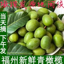 2021 now pick fresh olives green olives raw green fruits sandalwood fruits pregnant women make soup make wine make vinegar Fujian Minqing