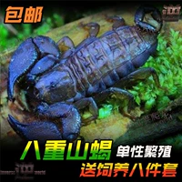 Bayengshan Scorpion Adult 1-3 см однополого репродукции Scorpion может родить восемь подходов без спаривания без спаривания