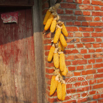 Farm decoration Old dry corn cob Real corn bunches old corn photo Home Attractions supermarket decoration