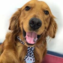 Lion King Simba same dog gentleman cute bow tie festival dress golden hair border pastoral small and medium