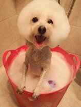 Pet Bath Dog Cat Bath Bath Teddy Dadi Dafa Doo Puppy Small Dog Bath Bath spa Basin