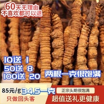 10 send 1 Tibet Nagqu head period Cordyceps sinensis dry goods 1 gram 2 Cordyceps special gift box