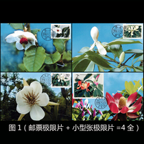 T111 Rare and Endangered Magnoliaceae Plant Stamp Sheetlet First Day In-situ Extreme Postcard