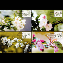 2018-6 Begonia Flower in situ limit postcard 4 full