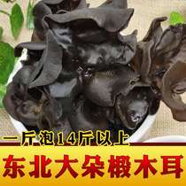 Northeast black fungus basswood large fungus 500g special wild dry meat thick rootless new fungus
