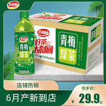 Dali Garden plum green tea drink 500ml*15 bottles full box of plum green tea drink