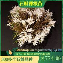 Copper skin Dendrobium seedlings flowers strong fragrance nourishing Dendrobium half a catty a catty