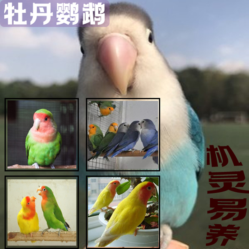 Legal peach-faced Peony parrot Live bird Live bird Yellow peach Green Peach bird Talking domestic hand bird